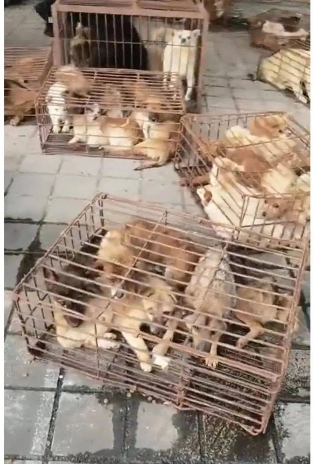 德阳警方驱车拦截，从“狗贩子”手中救下200多只被盗猫狗