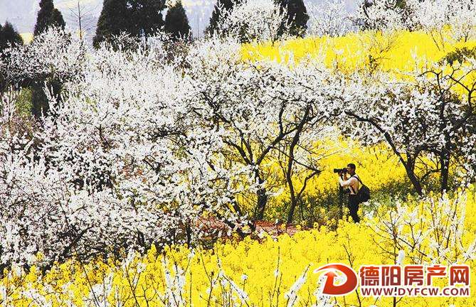 春来德阳百花开！“花花世界”总有你的最爱