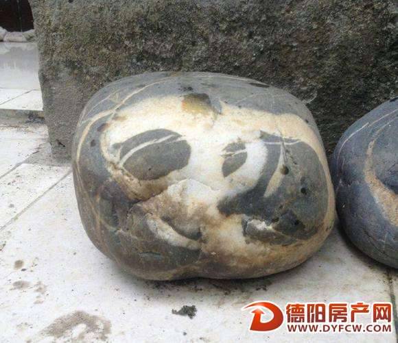 河滩边捡来的石头有“熊猫”！