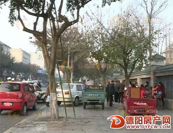 什邡一园林工人爬树修树枝时不慎掉下当场殒命