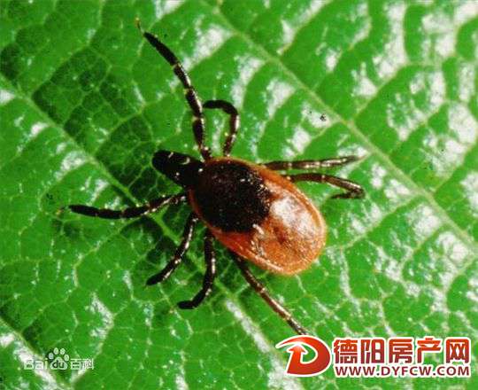 德阳暂未出现蜱虫叮咬会夺命相关现象