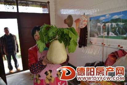 德阳一村民种出10斤5两的大萝卜