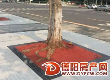 德阳长江路行道树池“改头换面”