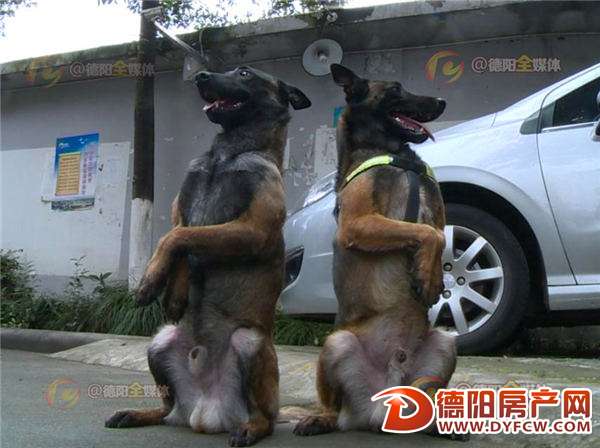 德阳“狗痴”三轮车师傅老杨与爱犬的故事
