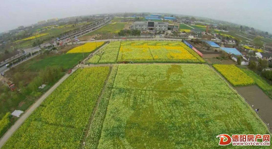 五颜六色油菜花，“画”出一幅仙女图！