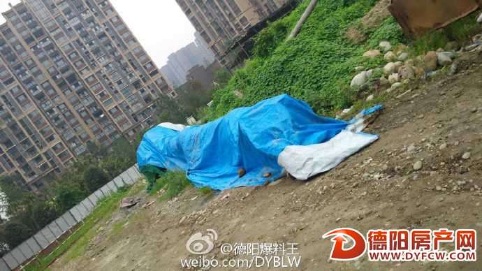 网曝：广汉一工地疑似挖出乌木