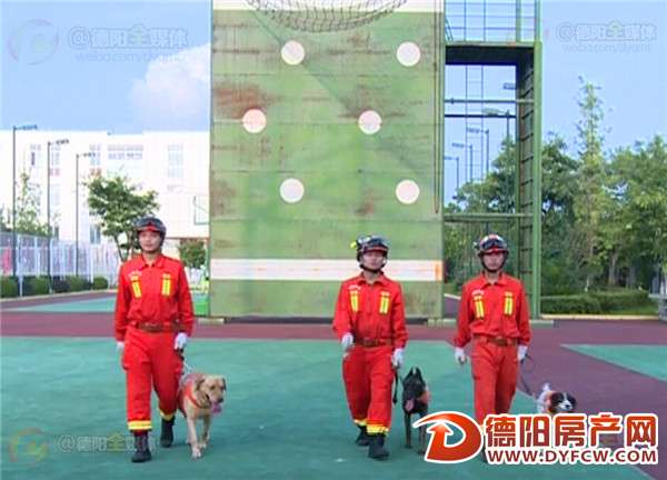 揭秘德阳“消防特种兵”——搜救犬