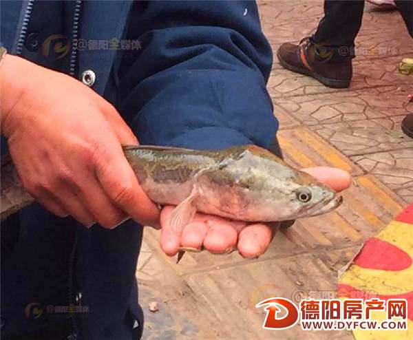 钓鱼钓到“龙头乌鱼” 市民怀疑是珍稀动物