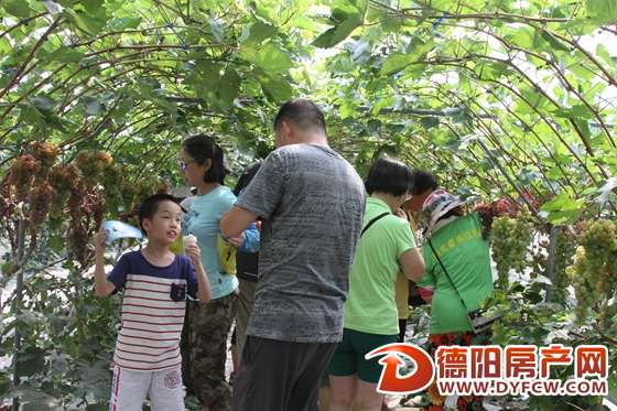 旌阳区东湖乡 千人采摘葡萄场面火爆