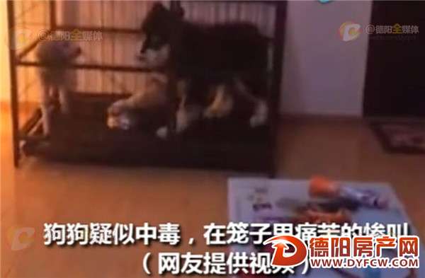一周内11只宠物狗突然暴毙 疑似有人投毒？