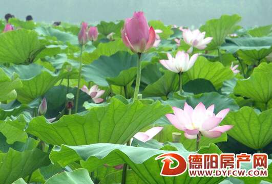 中江新中镇赏荷月本月25日开幕