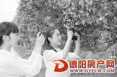 人间四月芳菲尽 鄢家柚花始盛开