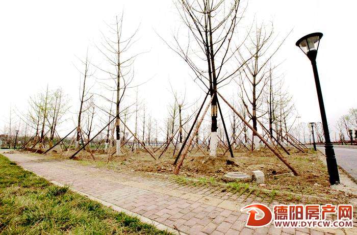 长江路示范段建得怎样？移栽的树哪儿去了？
