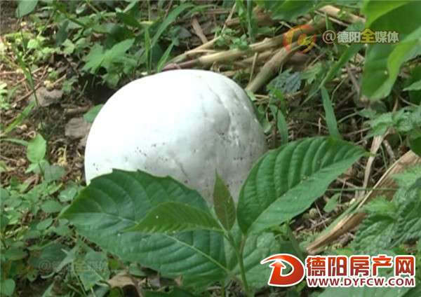绵竹：稀奇！村民田边现一足球大“菌子”！