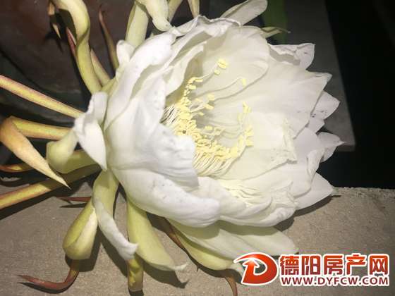 蹲守3小时 她拍下“昙花一现”