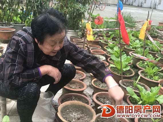 用上百个废旧花盆种菜 七旬老人打造“私家菜园”