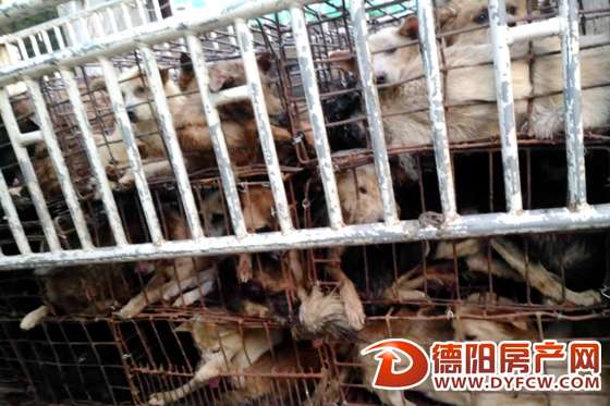 志愿者拦车救下上百只狗 是对还是错？