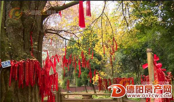什邡千年“雌雄银杏”披上“黄金甲” 这身衣装太傲娇！