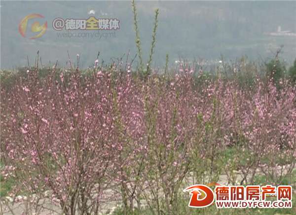 绵竹汉旺新开村：满园春色关不住 桃红遍野迎春风