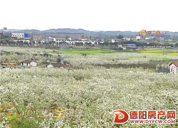 罗江：梨花绽放 清明假期踏青赏花最相宜