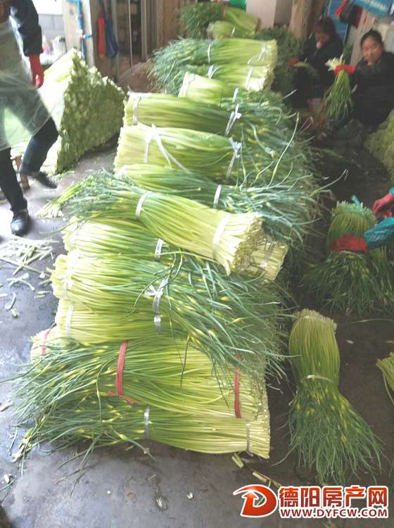 今年的蒜薹价格 有点“抬”不起头