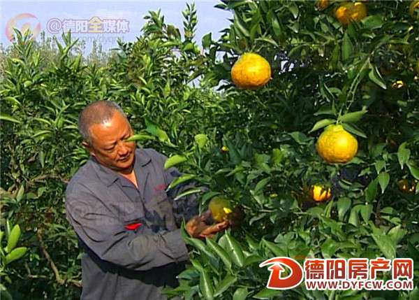 罗江乡村道路未硬化 成吨蜜桔难卖掉