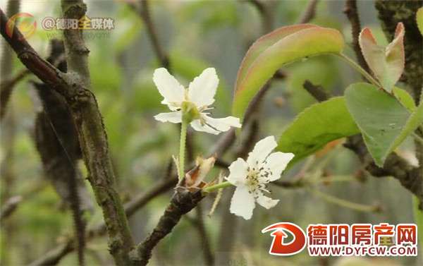 初冬时节成片开放 罗江梨花迎来“第二春”？