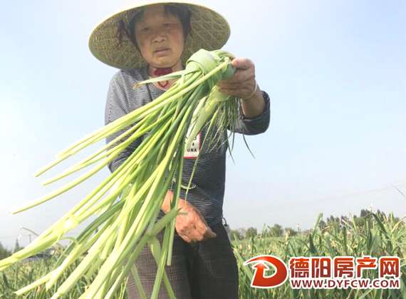 丰收过后“身价”陡降 什邡蒜薹路在何方？