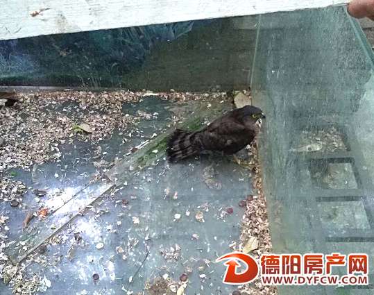 “鹞子”跌落无法飞行 热心的兵哥哥救了它