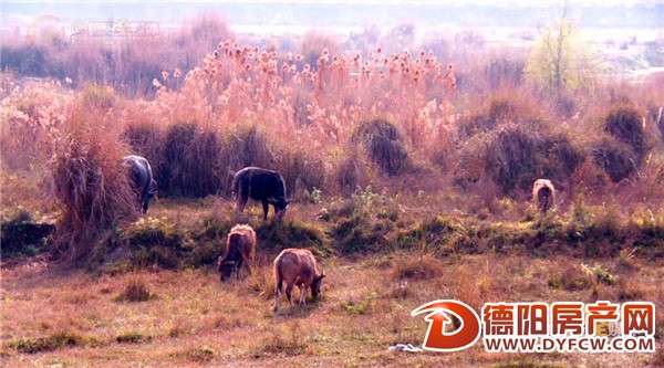 旌湖变“牧场” 成群牛羊湖底吃草