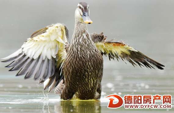 市民痛心：旌湖边有人专拿弹弓打鸟