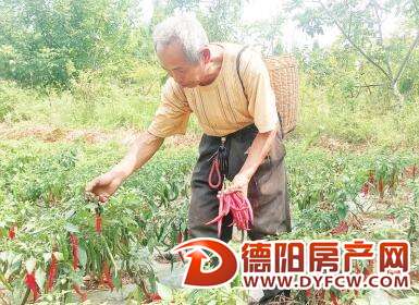 旌阳区和新20万斤辣椒急寻买家