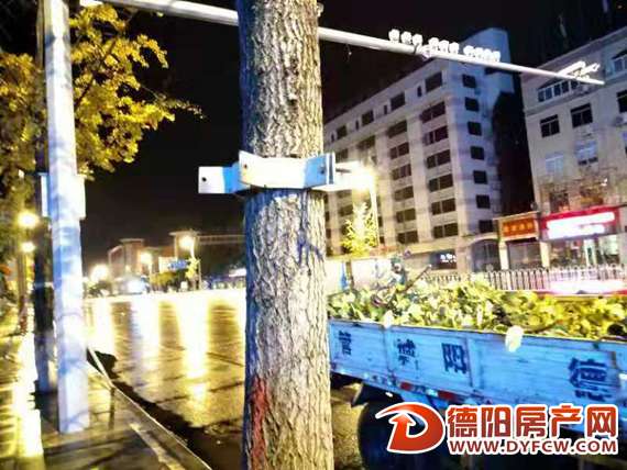 谁干的？十余根行道树铁撑杆被盗