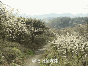 绵竹拱星：百亩李花开放 白色花海宛如世外桃源