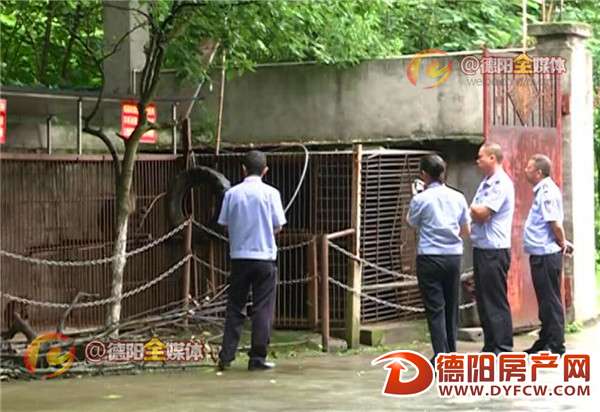 捡回受伤藏酋猴饲养近10年 涉嫌非法饲养野生动物被查处