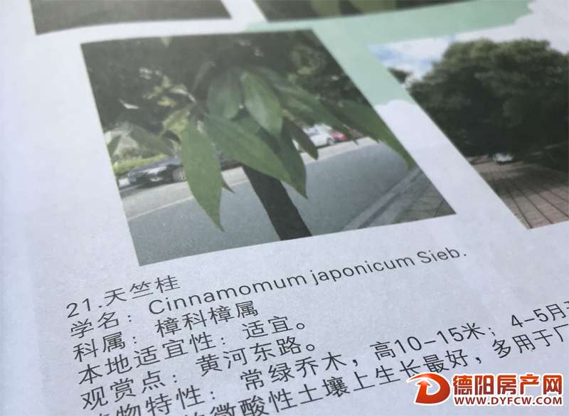 德阳大街小巷的花草叫啥名？看这本“图册”就知道了