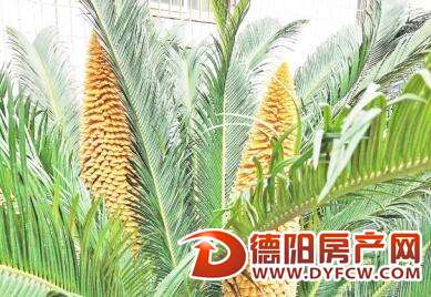 铁树开出两枝半米高的雄花