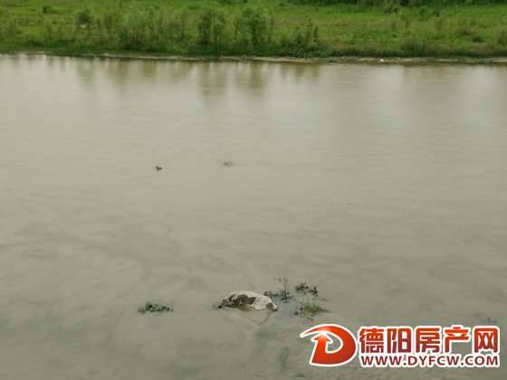 市区青衣江大桥北面河水里浸泡一死猪