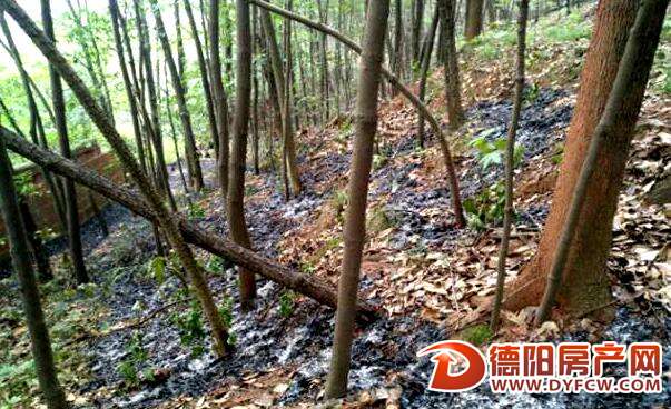 三天烧了两次 东湖山公园“上火”了？