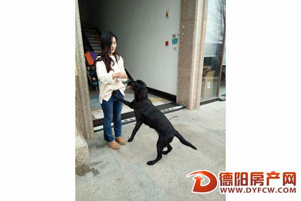 送来寄养的狗狗成了烫手山芋 宠物店店主很无语