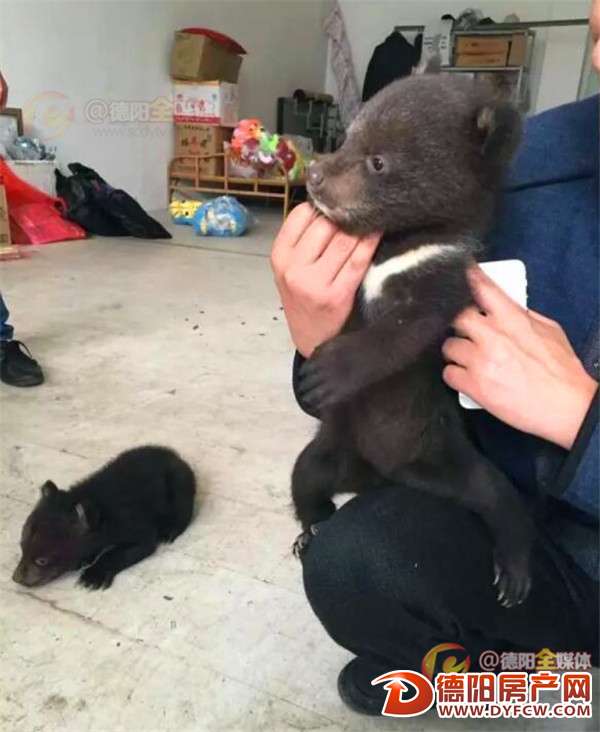 黑熊妈妈失踪熊大熊二挨饿 绵竹矿工偶遇救下当起临时“奶爸”