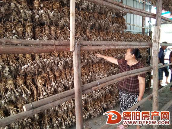 急寻销路！绵竹广济70万斤大蒜滞销