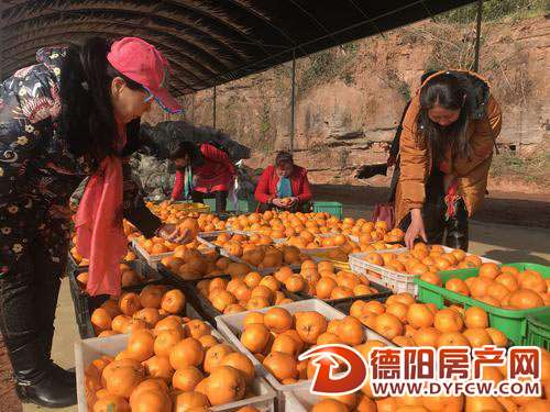 9万多斤柑橘被买走 地里还有两万多斤待采摘