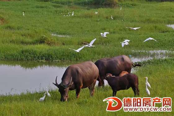 风吹草低见牛犊！旌湖再现“草原风光”