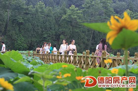 中江：新中千亩荷花开 满目清凉待客来