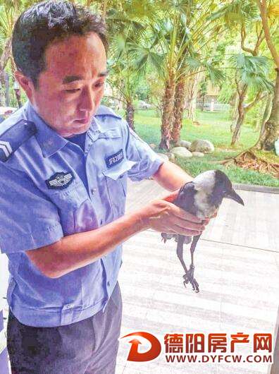 小鸟“闲逛”迷路 跑到交警队“求助”
