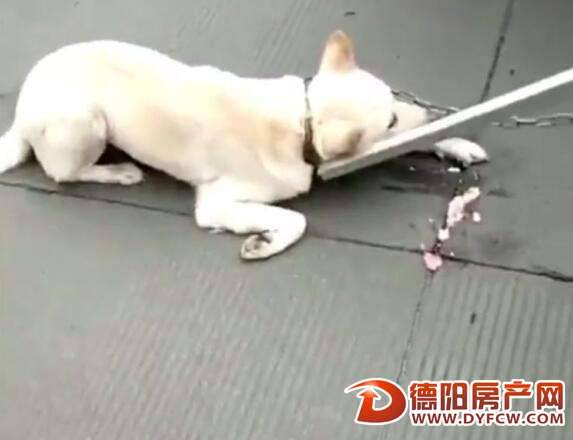 老人当街用三轮车拖行虐狗 市民花100元将狗买下