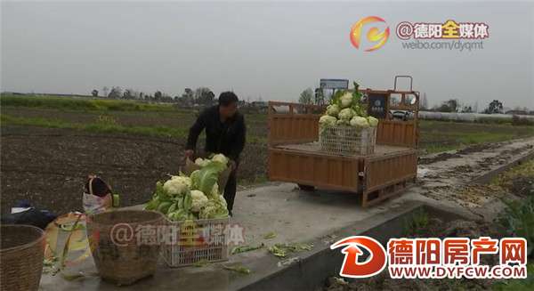 稀奇！广汉花菜长“绿毛”