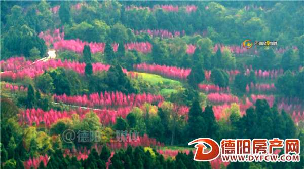 中江太安千亩桃花绽放 映红山谷