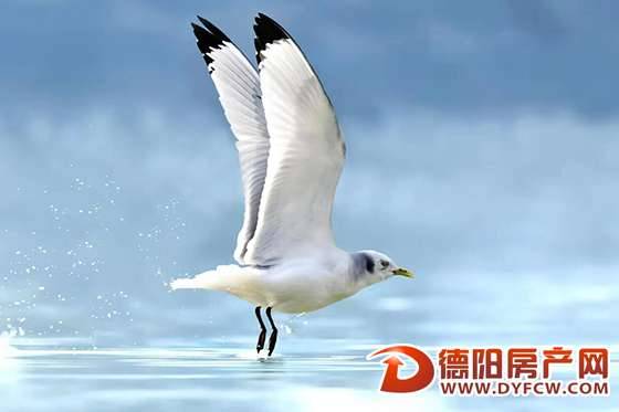 三趾鸥又来了  快去旌湖观鸟吧